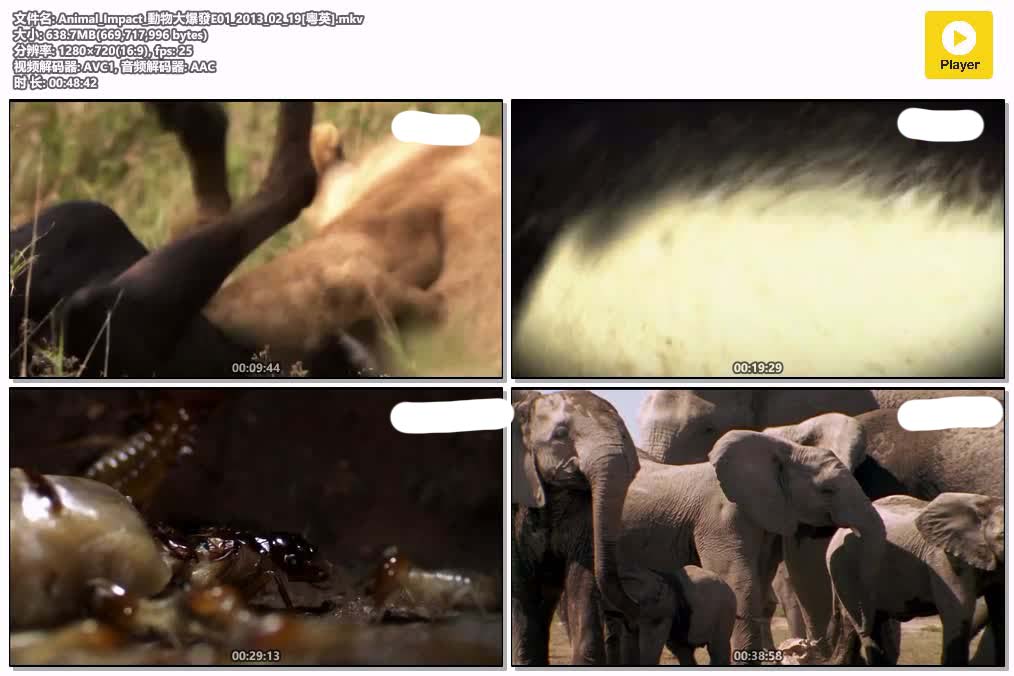 插图:《動物大爆發》粤配纪录片全2集 | 全球文明探秘 | 百度网盘/夸克网盘，编号:632