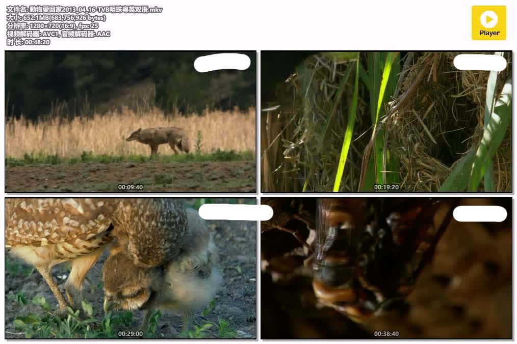 插图:《動物愛回家》粤配纪录片全1集 | 全球文明探秘 | 百度网盘/夸克网盘，编号:188